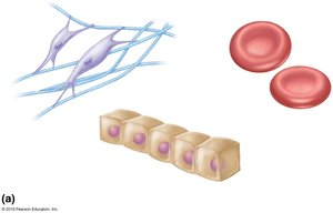 Examples of cell types: fibroblasts, erythrocytes, epithelial cells