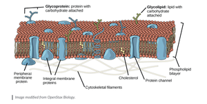 Fluid mosaic model of plasma membrane
