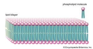 Phospholipid bilayer with hydrophilic and hydrophobic regions