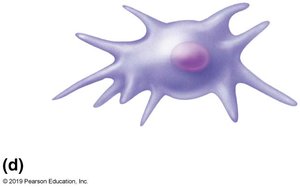 Leukocyte (macrophage)