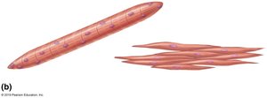 Skeletal and smooth muscle cells