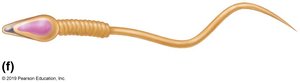 Spermatozoon (sperm cell)