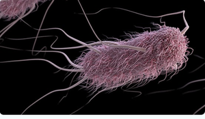 Escherichia coli (bacteria)