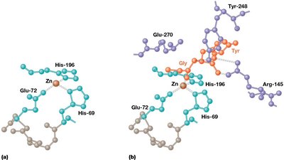 Change in active site structure induced by substrate binding