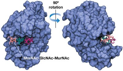 Lysozyme with peptidoglycan bound at active site