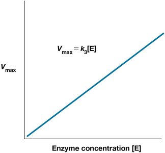 Linear relationship between Vmax and enzyme concentration