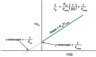 Lineweaver-Burk double-reciprocal plot