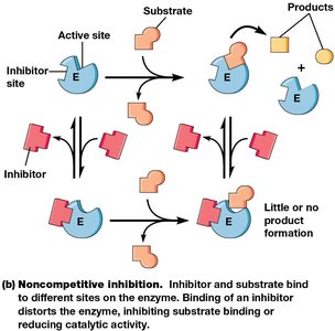 Noncompetitive inhibition diagram