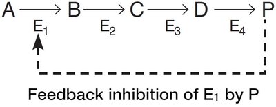 Feedback inhibition pathway