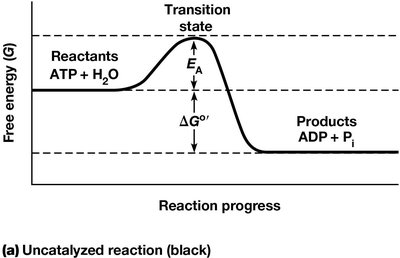 Activation energy diagram for uncatalyzed reaction