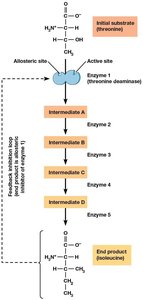 Allosteric regulation pathway