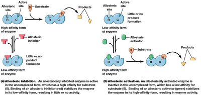 Mechanisms of allosteric inhibition and activation