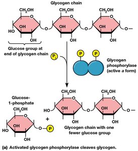 Action and regulation of glycogen phosphorylase