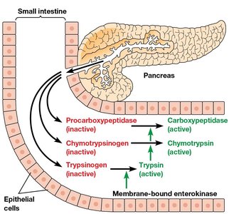 Activation of pancreatic zymogens by proteolytic cleavage