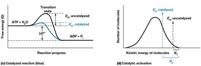 Catalyzed vs uncatalyzed reaction energy diagrams