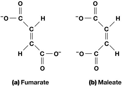 Fumarate and maleate structures