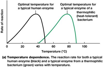 Temperature dependence of enzyme activity