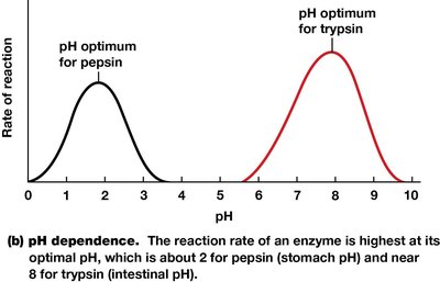 pH dependence of enzyme activity