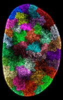 Chromosome territories in the nucleus
