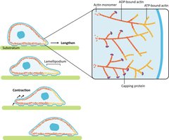 Diagram of actin architecture in crawling cells, showing lamellipodium and filopodium
