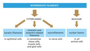 Classification of intermediate filaments: cytoplasmic and nuclear types