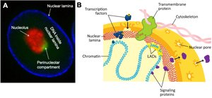 Nuclear lamina structure and function