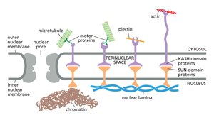 Connections between intermediate filaments and other cytoskeletal components