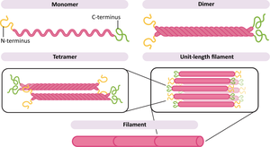 Model for intermediate filament assembly: monomer, dimer, tetramer, filament