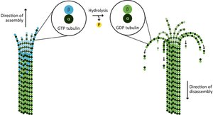 Diagram of microtubule assembly and disassembly, showing GTP and GDP tubulin