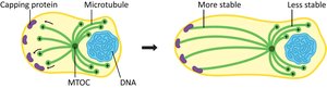 Diagram showing capping proteins stabilizing microtubules in a cell