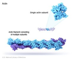 Actin filament structure with single actin subunit