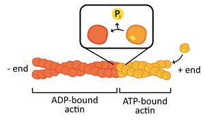 Diagram showing ATP-bound and ADP-bound actin in a filament