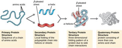 Diagram of four levels of protein structure