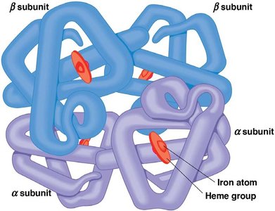 Structure of hemoglobin showing subunits