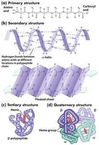 Primary structure of insulin
