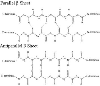 Parallel and antiparallel β sheets