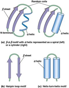 Protein domain structure