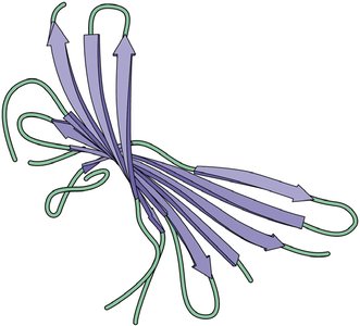 β sheet structure in fibrous protein