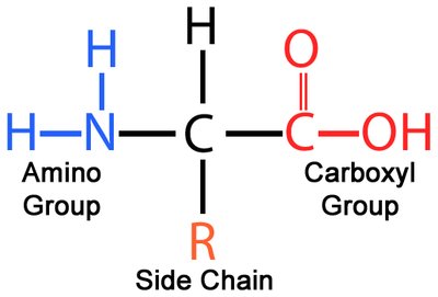 General structure of an amino acid