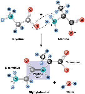 Peptide bond formation between glycine and alanine
