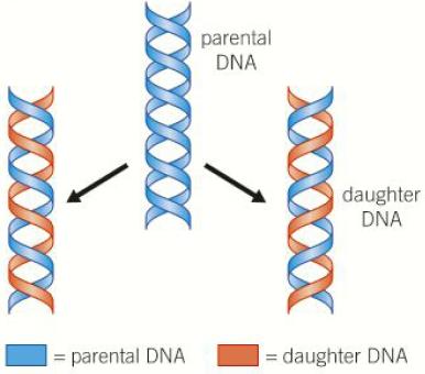 Semiconservative DNA replication