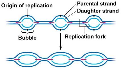 Replication bubbles and forks