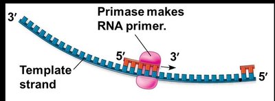 Replication fork and enzyme roles
