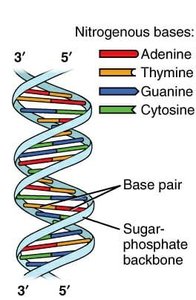 DNA double helix with base pairs