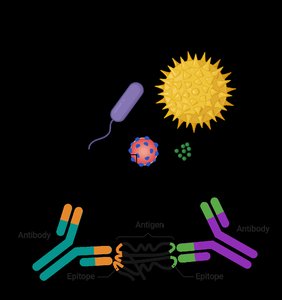 Antigen-antibody binding and epitope recognition