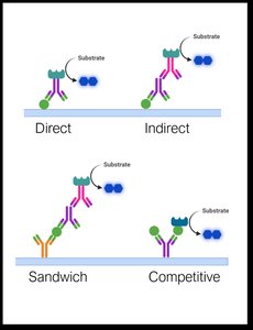 ELISA types: direct, indirect, sandwich, competitive