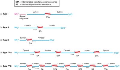Types of membrane protein topologies with SA and STA sequences