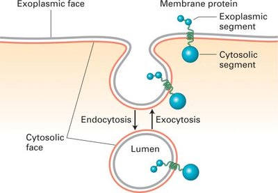 Membrane orientation during endocytosis and exocytosis
