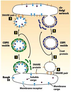 Vesicular transport pathways between ER and Golgi