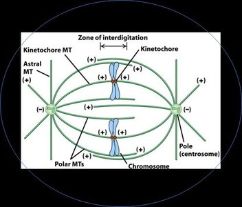 Mitotic spindle microtubule classes